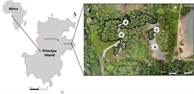 Fish Assemblages in a Small Mangrove System on Príncipe Island, Gulf of Guinea